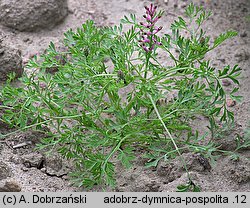 Fumaria officinalis (dymnica pospolita)