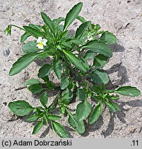 Viola arvensis (fiołek polny)