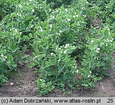 Pisum sativum ssp. sativum (groch zwyczajny typowy)