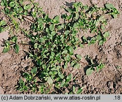 Stellaria media