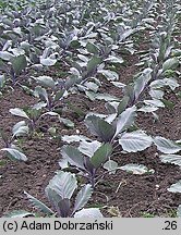 Brassica oleracea var. capitata