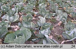 Brassica oleracea var. capitata