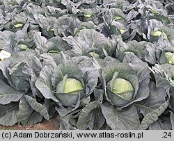 Brassica oleracea var. capitata