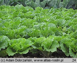 Brassica pekinensis