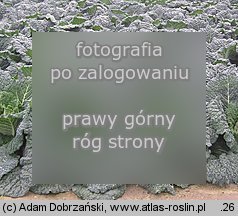 Brassica oleracea var. sabauda (kapusta włoska)