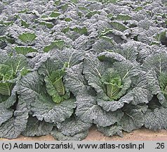 Brassica oleracea var. sabauda (kapusta włoska)