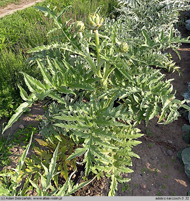 Cynara scolymus (karczoch)