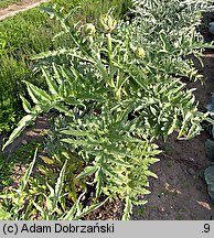 Cynara scolymus (karczoch)