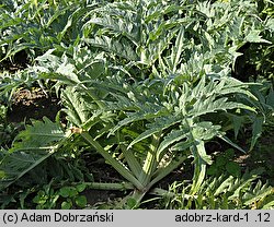 Cynara cardunculus (kard)