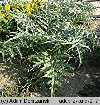 Cynara cardunculus (kard)