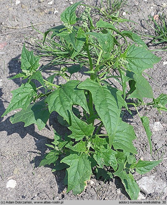 Chenopodium hybridum (komosa wielkolistna)