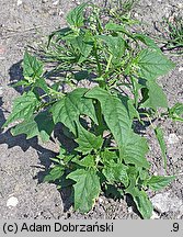 Chenopodium hybridum (komosa wielkolistna)