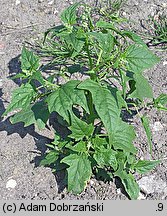 Chenopodium hybridum (komosa wielkolistna)