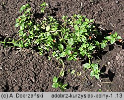 Anagallis arvensis (kurzyślad polny)