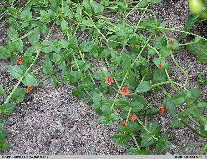 Anagallis arvensis (kurzyślad polny)