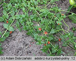 Anagallis arvensis (kurzyślad polny)