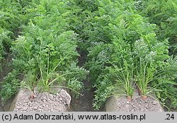 Daucus carota ssp. sativus (marchew zwyczajna uprawna)