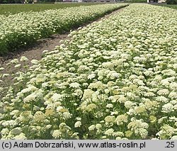 Daucus carota