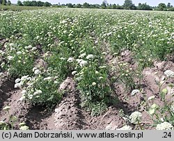 Daucus carota