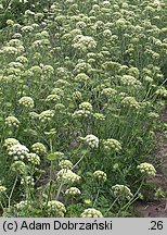 Daucus carota