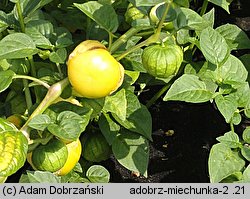 Physalis ixocarpa (miechunka pomidorowa)