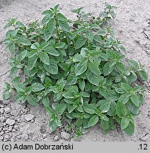 Mentha arvensis (mięta polna)