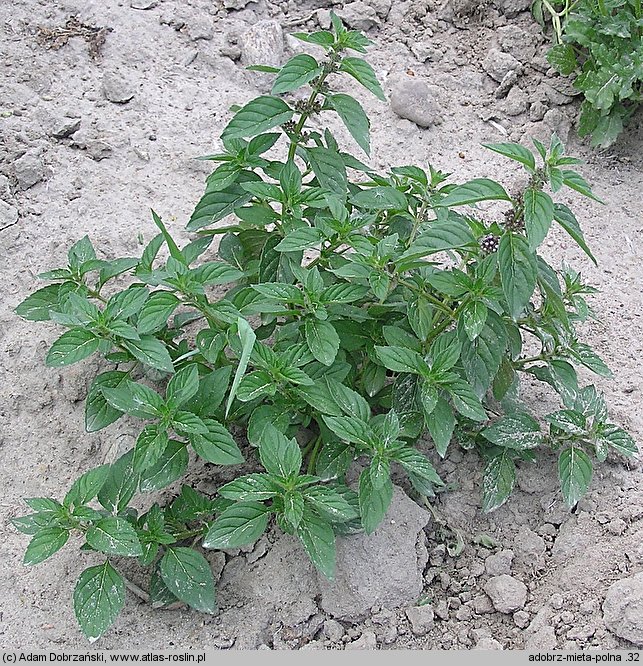 Mentha arvensis (mięta polna)