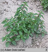 Mentha arvensis (mięta polna)