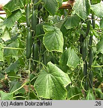 Cucumis sativus