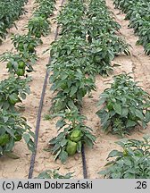 Capsicum annuum