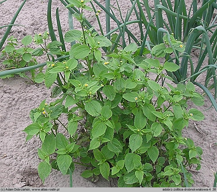 Galinsoga parviflora (żółtlica drobnokwiatowa)