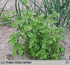 Galinsoga parviflora (żółtlica drobnokwiatowa)