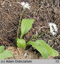 Allium ursinum (czosnek niedźwiedzi)