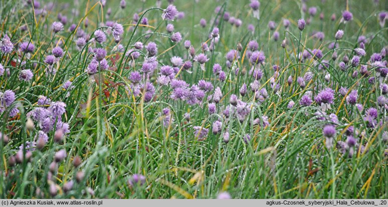 Allium sibiricum (czosnek syberyjski)