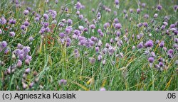 Allium sibiricum (czosnek syberyjski)