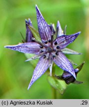 Swertia perennis ssp. alpestris (niebielistka trwała alpejska)