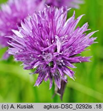 Allium sibiricum (czosnek syberyjski)