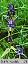 Swertia perennis ssp. alpestris (niebielistka trwała alpejska)