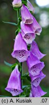 Digitalis purpurea (naparstnica pupurowa)