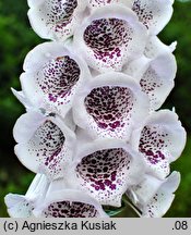 Digitalis purpurea (naparstnica purpurowa)