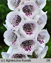 Digitalis purpurea (naparstnica pupurowa)