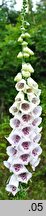 Digitalis purpurea (naparstnica pupurowa)