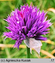 Allium sibiricum (czosnek syberyjski)