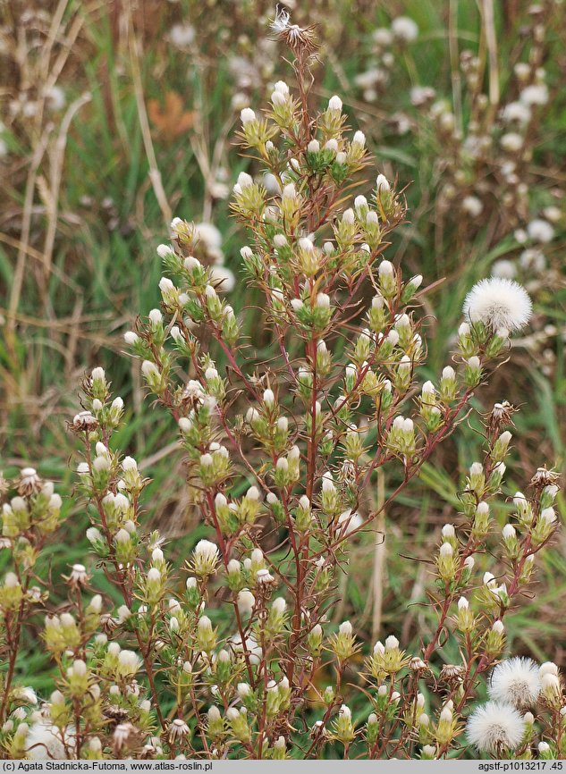 Brachyactis ciliata (astrowiec orzęsiony)