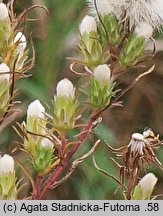 Brachyactis ciliata (astrowiec orzęsiony)