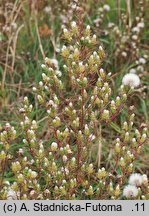 Brachyactis ciliata (astrowiec orzęsiony)