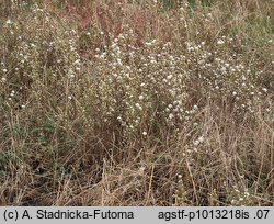 Brachyactis ciliata (astrowiec orzęsiony)