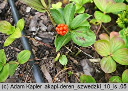 Cornus suecica (dereń szwedzki)