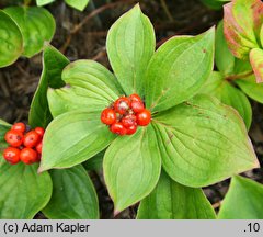 Cornus suecica (dereń szwedzki)