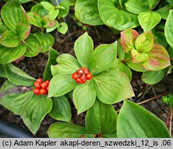 Cornus suecica (dereń szwedzki)